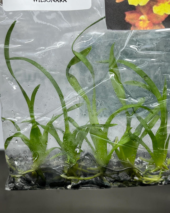 Wilsonara Tissue Culture (5 items/bag)