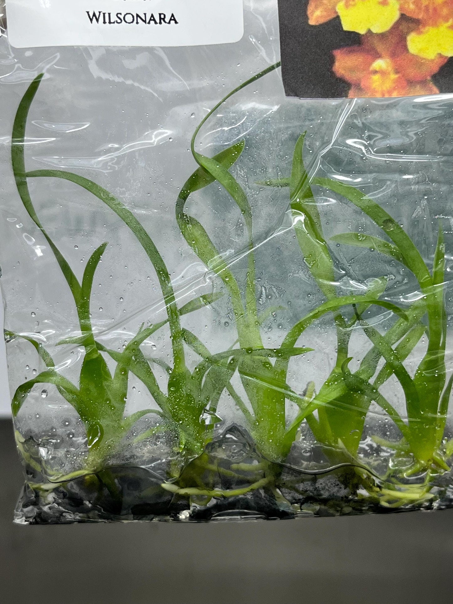 Wilsonara Tissue Culture (5 items/bag)