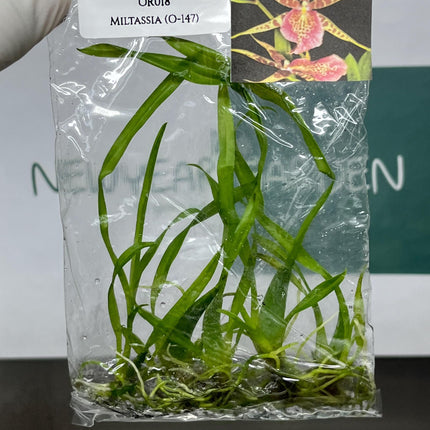 Miltassia (O-147) Tissue Culture (5 items/bag)