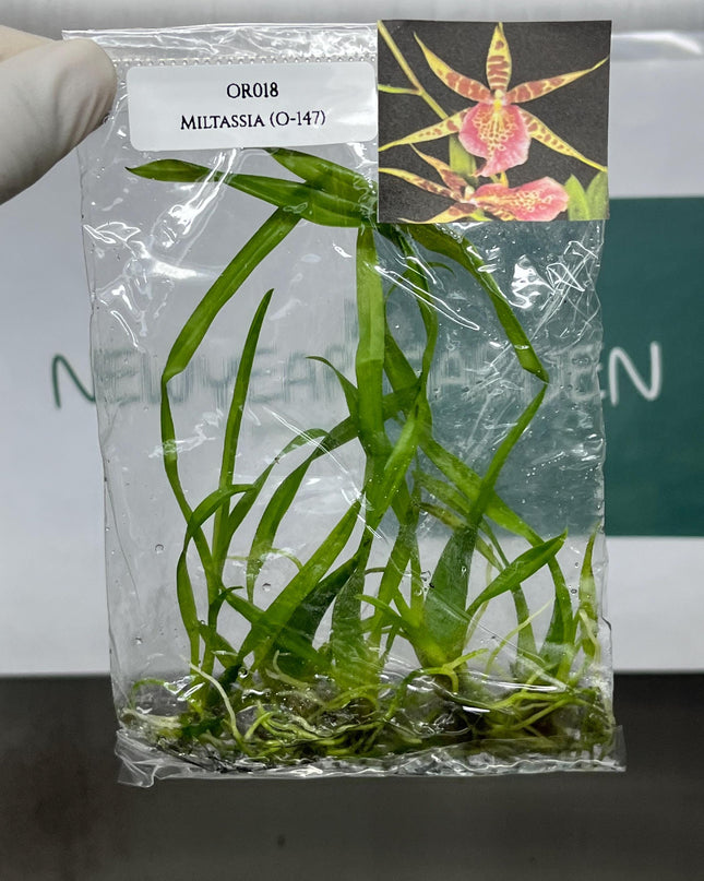 Miltassia (O-147) Tissue Culture (5 items/bag)