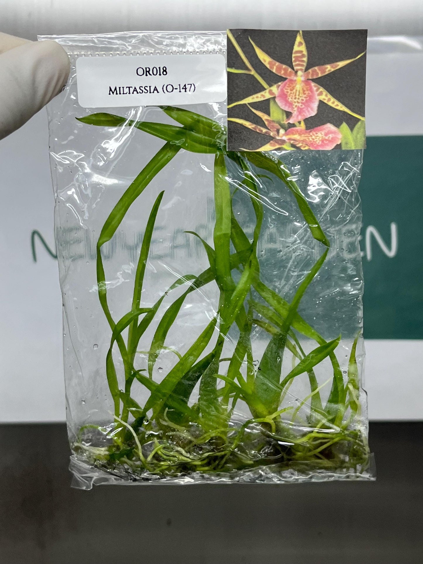 Miltassia (O-147) Tissue Culture (5 items/bag)