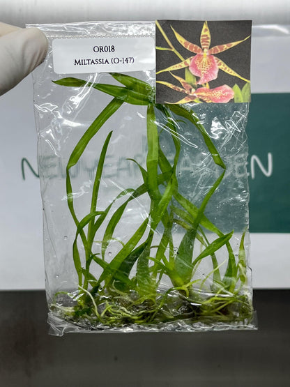 Miltassia (O-147) Tissue Culture (5 items/bag)