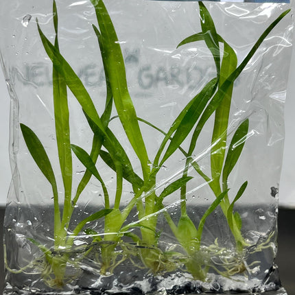 Oncidium Twinkle Red Tissue Culture (5 items/bag)