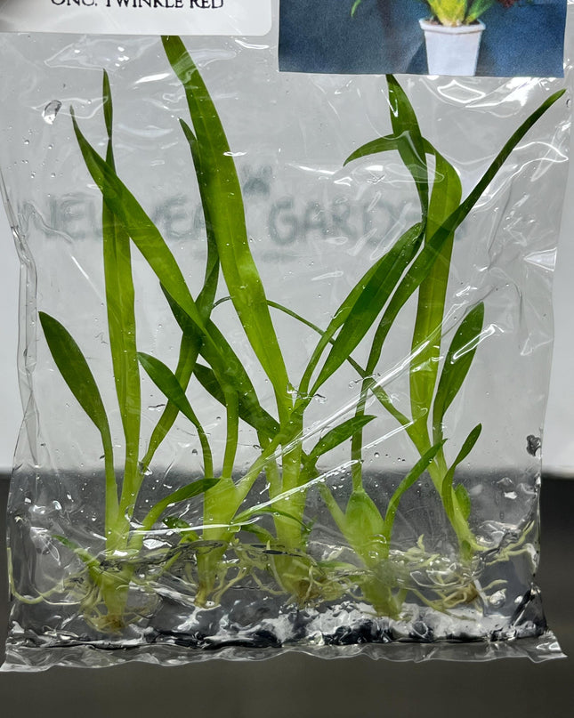 Oncidium Twinkle Red Tissue Culture (5 items/bag)