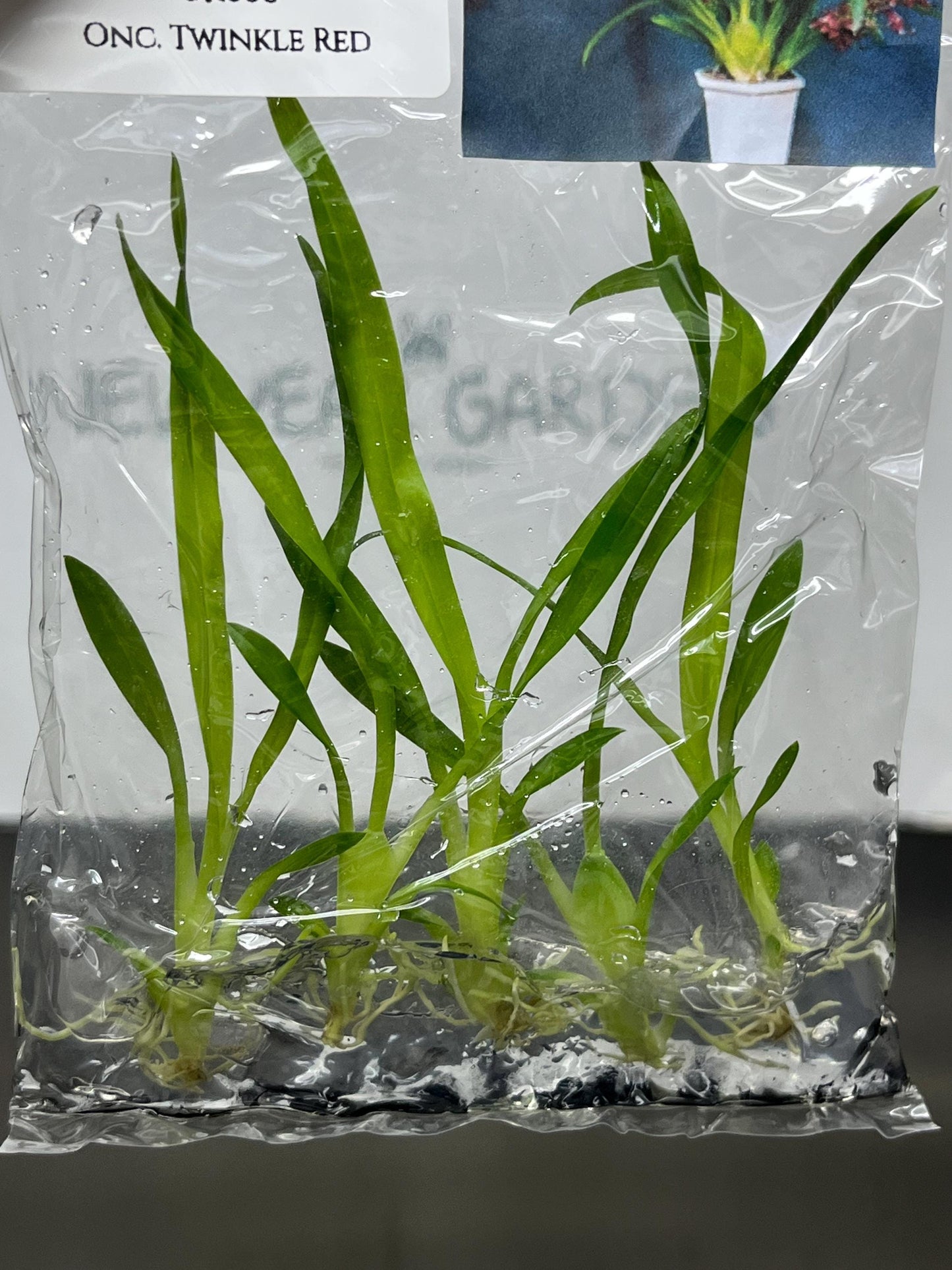 Oncidium Twinkle Red Tissue Culture (5 items/bag)