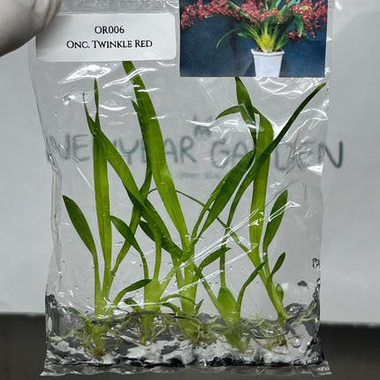 Oncidium Twinkle Red Tissue Culture (5 items/bag)