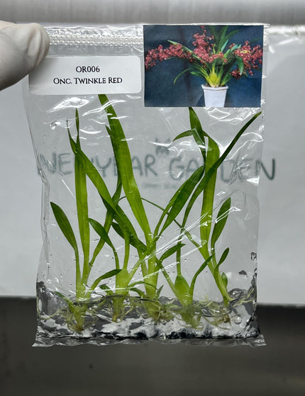 Collection image for: Orchid