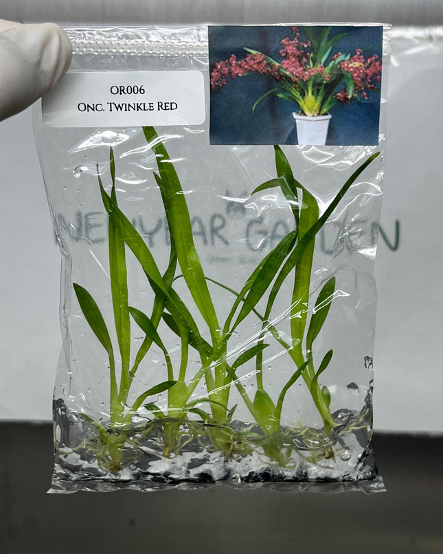Oncidium Twinkle Red Tissue Culture (5 items/bag)