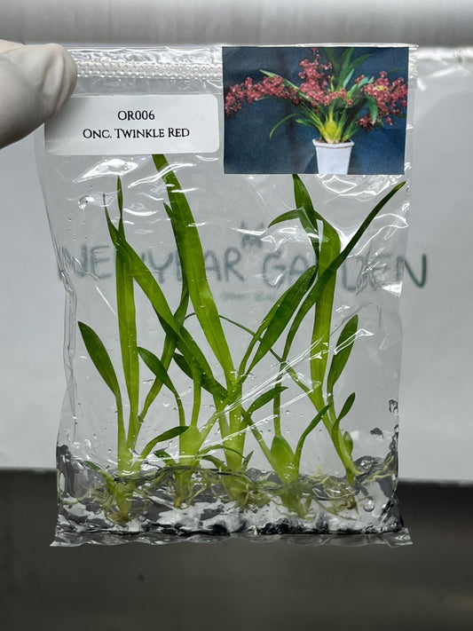 Oncidium Twinkle Red Tissue Culture (5 items/bag)