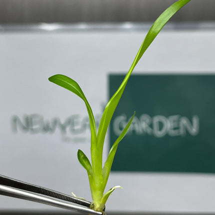 Oncidium Twinkle White Tissue Culture (5 items/bag)