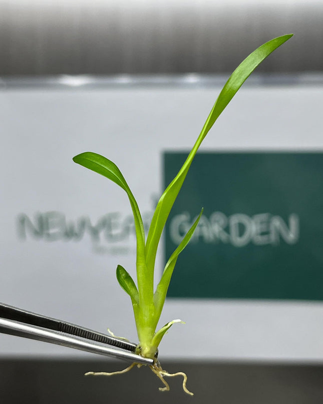 Oncidium Twinkle White Tissue Culture (5 items/bag)