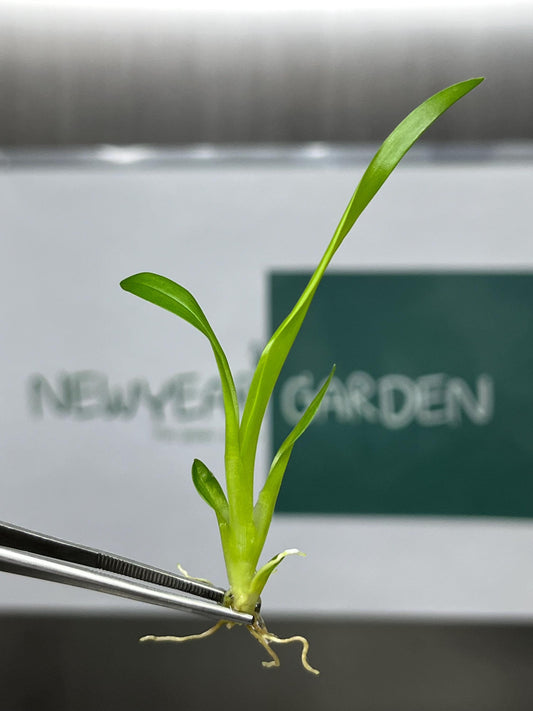 Oncidium Twinkle White Tissue Culture (5 items/bag)