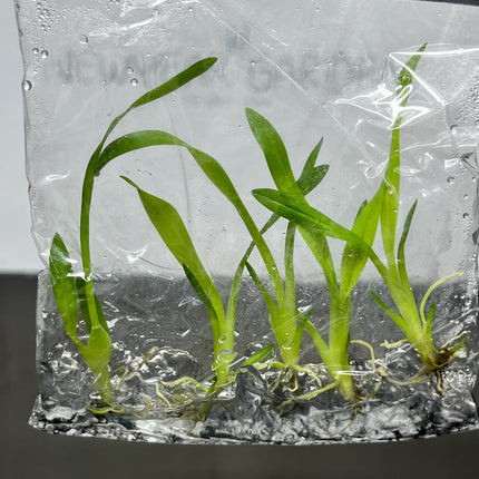 Oncidium Twinkle White Tissue Culture (5 items/bag)