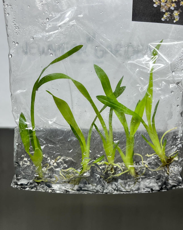 Oncidium Twinkle White Tissue Culture (5 items/bag)