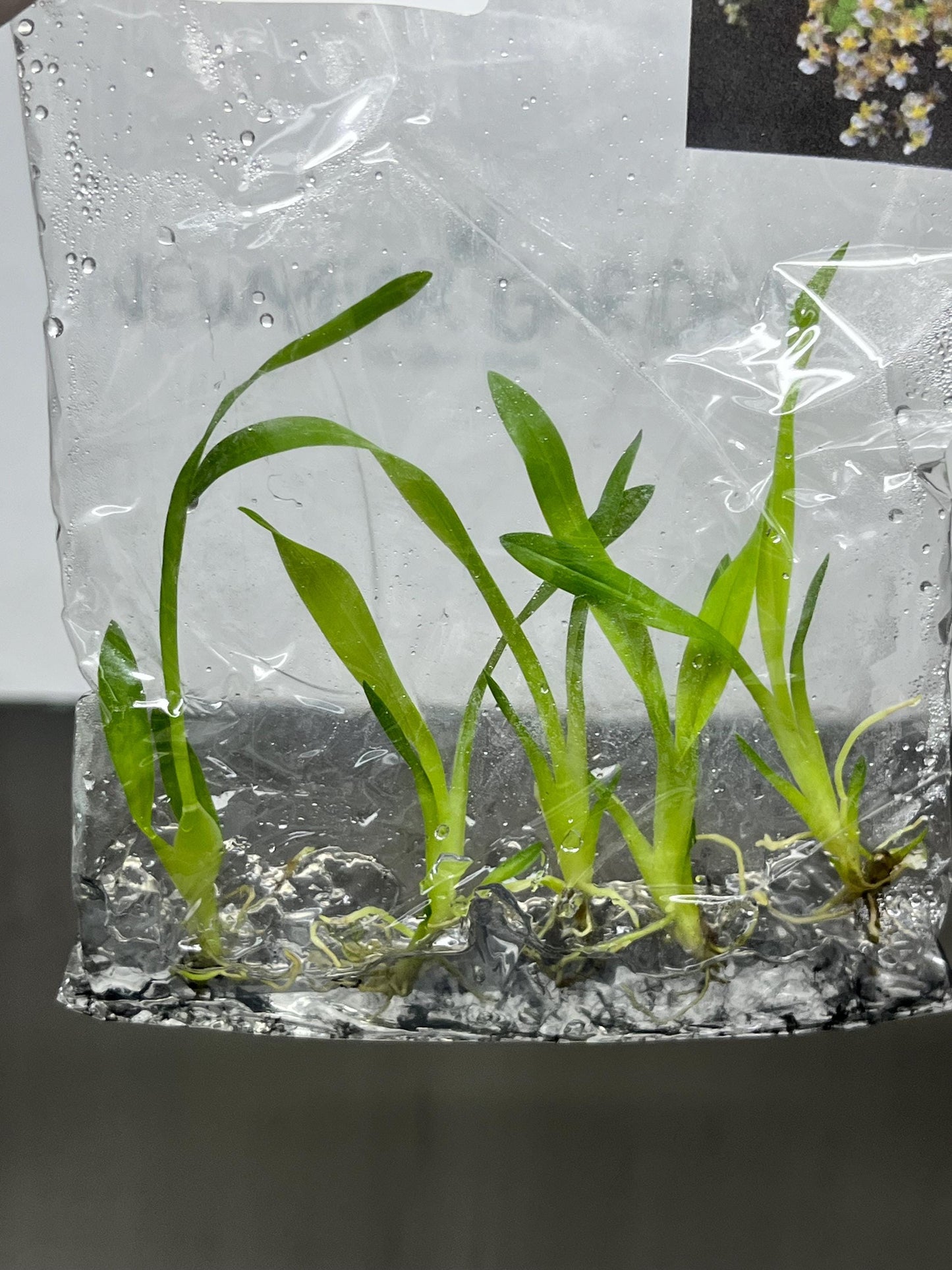 Oncidium Twinkle White Tissue Culture (5 items/bag)