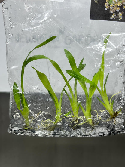 Oncidium Twinkle White Tissue Culture (5 items/bag)