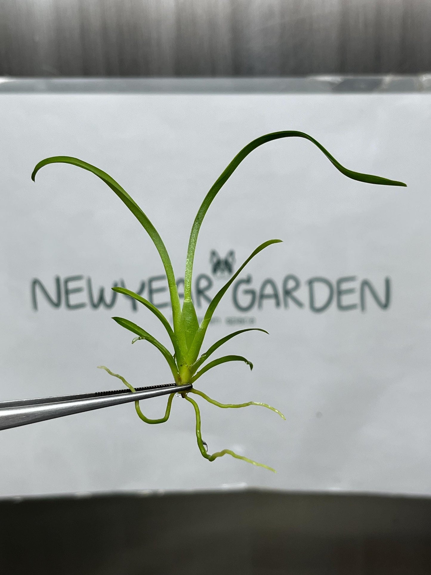 Brassidium Tissue Culture (5 items/bag)