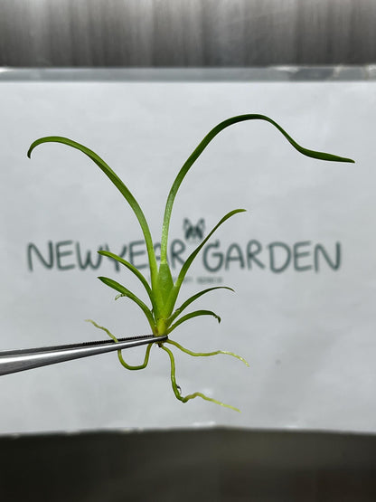 Brassidium Tissue Culture (5 items/bag)