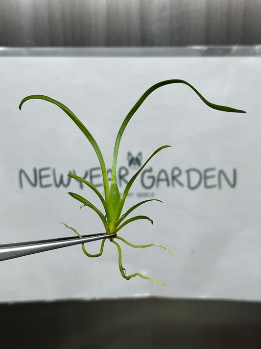 Brassidium Tissue Culture (5 items/bag)