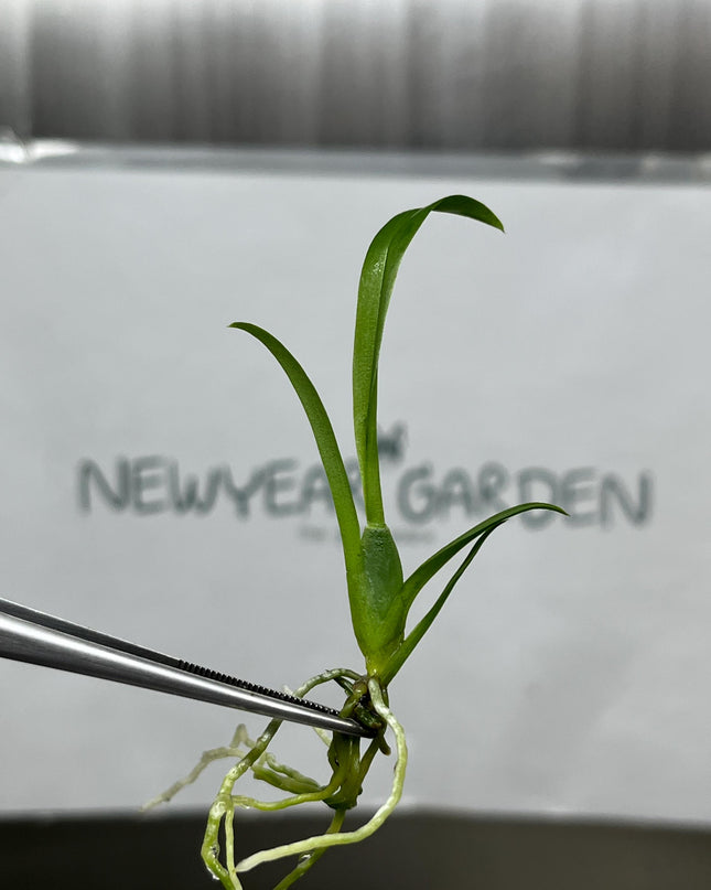 Miltassia (O-150)  Tissue Culture (5 items/bag)