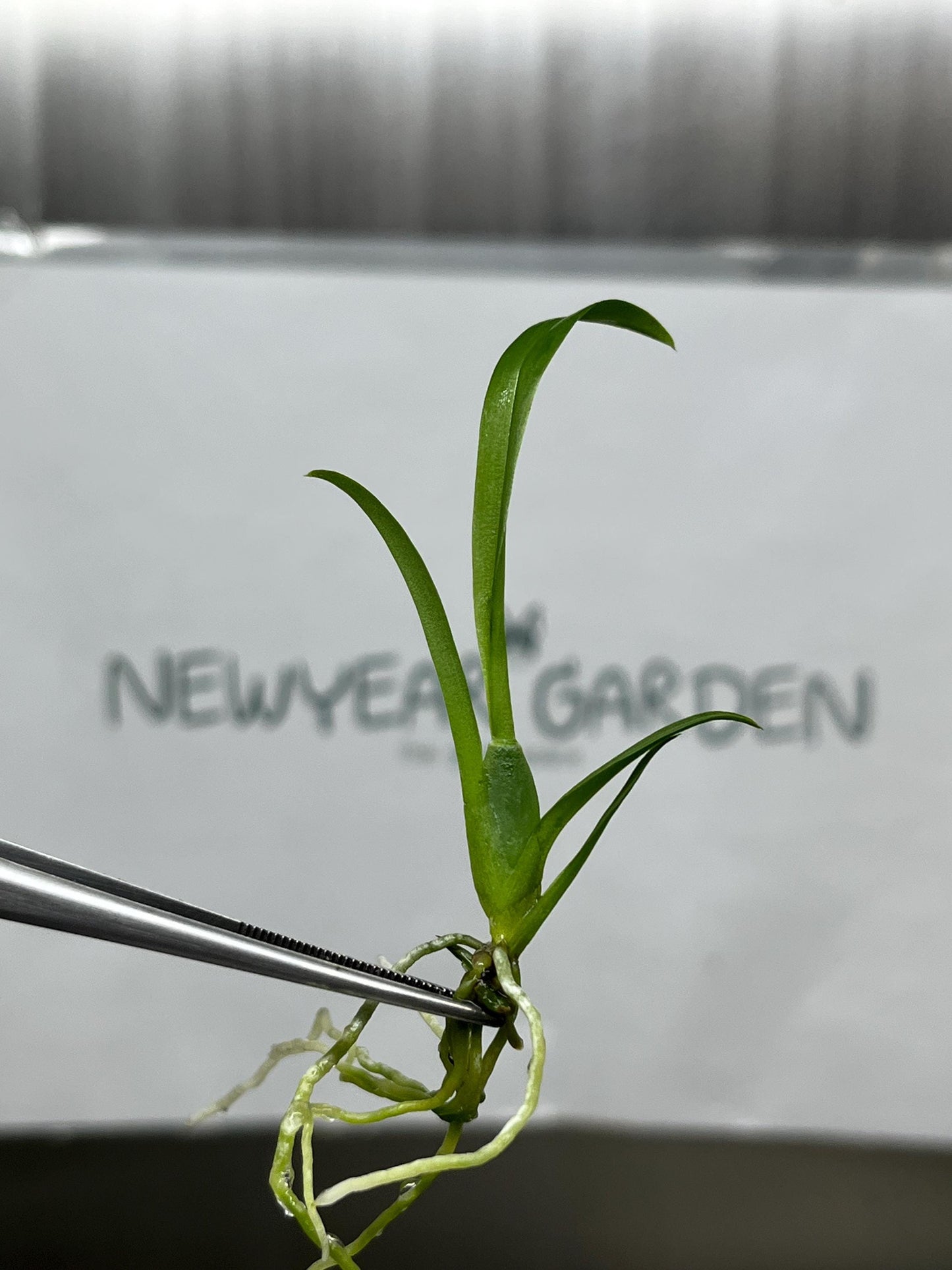 Miltassia (O-150)  Tissue Culture (5 items/bag)