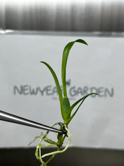 Miltassia (O-150)  Tissue Culture (5 items/bag)