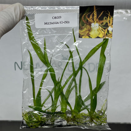 Miltassia (O-150)  Tissue Culture (5 items/bag)