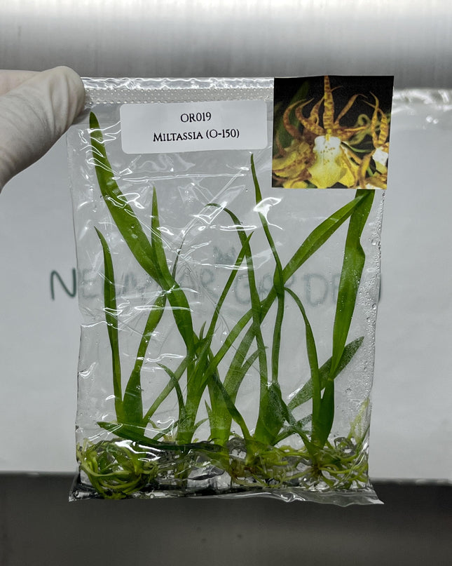 Miltassia (O-150)  Tissue Culture (5 items/bag)
