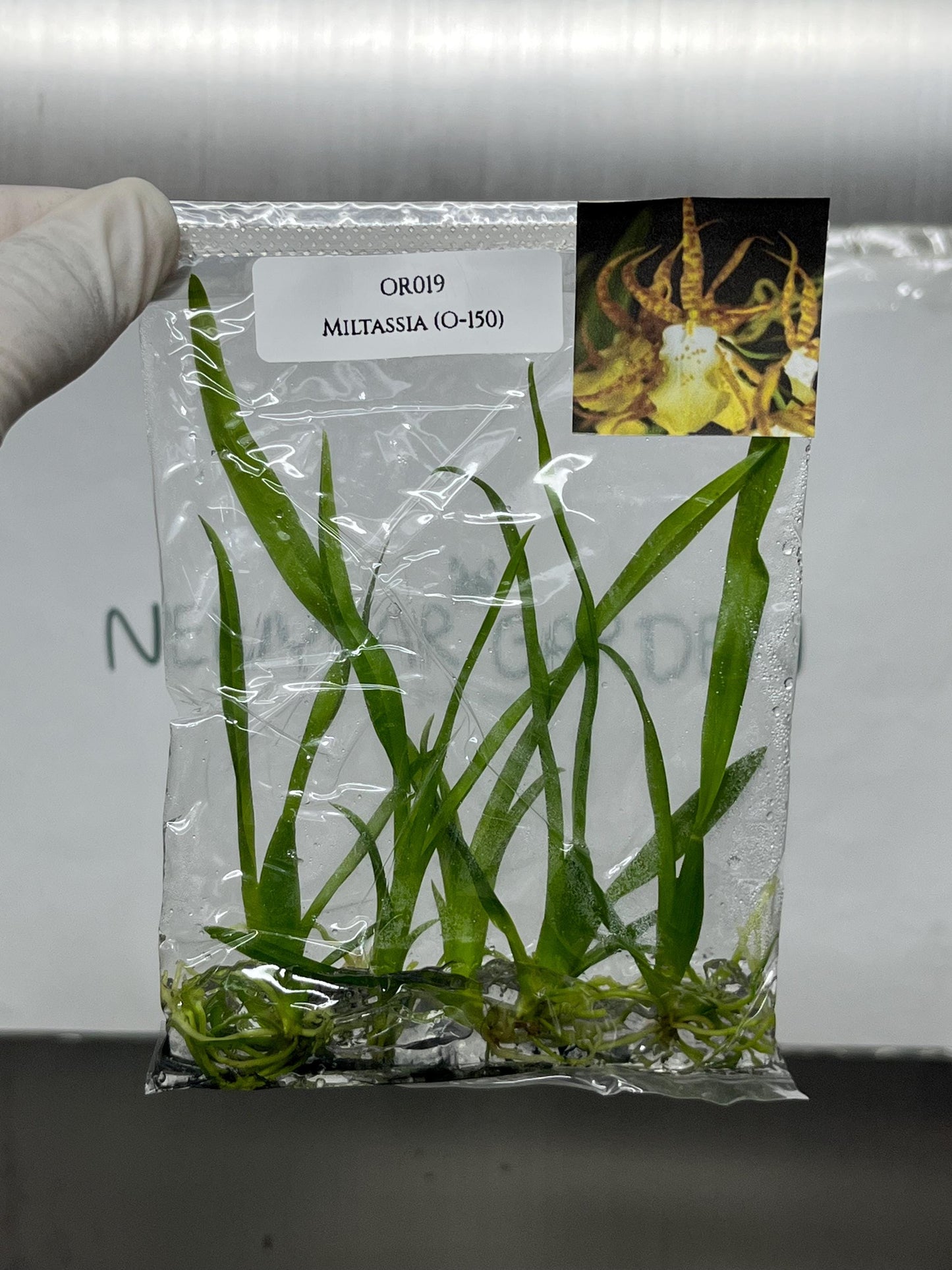 Miltassia (O-150)  Tissue Culture (5 items/bag)