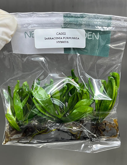 Collection image for: Carnivorous Plants