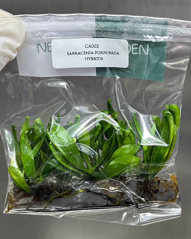 Sarracenia Purpurrea Hybrids Tissue Culture (1 item/bag)