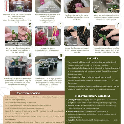 Monstera Electrolight Variegated Tissue Culture (1 item/bag)