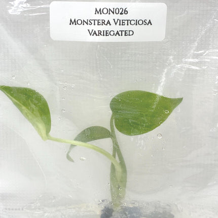 Monstera Vietciosa Variegated Tissue Culture (1 item/bag)