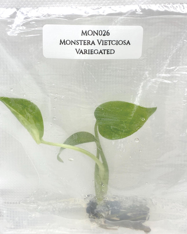 Monstera Vietciosa Variegated Tissue Culture (1 item/bag)