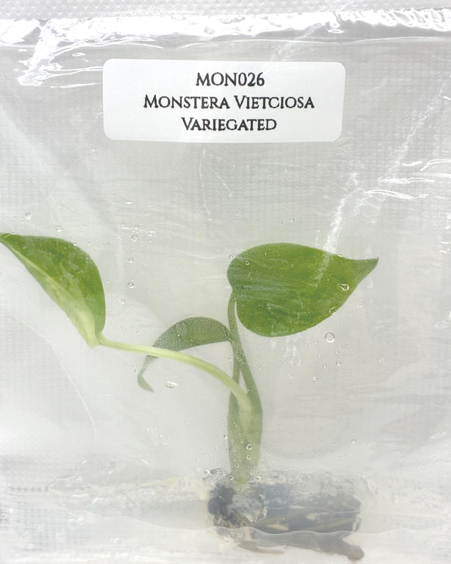 Monstera Vietciosa Variegated Tissue Culture (1 item/bag)
