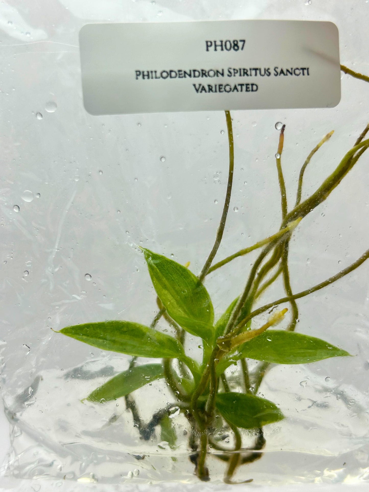 Philodendron Spiritus Sancti Variegated Tissue Culture (1 item/bag)