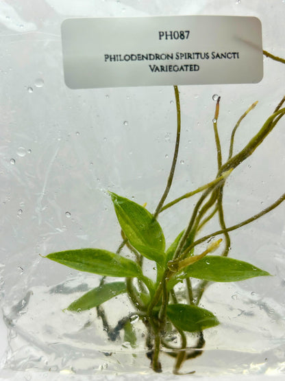 Philodendron Spiritus Sancti Variegated Tissue Culture (1 item/bag)