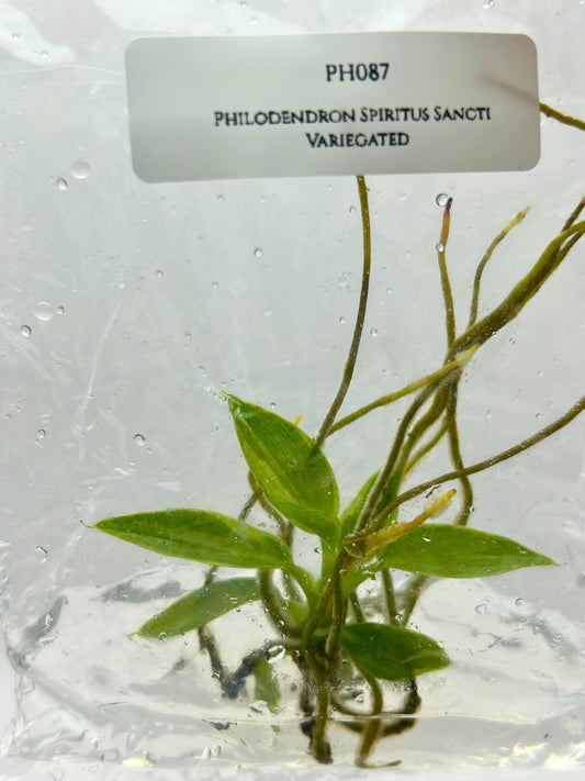 Philodendron Spiritus Sancti Variegated Tissue Culture (1 item/bag)