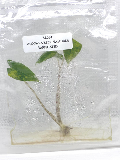Alocasia Zebrina Aurea Variegated Tissue Culture (1 item/bag)
