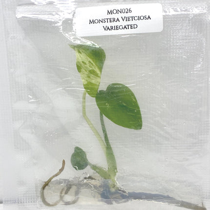 Monstera Vietciosa Variegated Tissue Culture (1 item/bag)