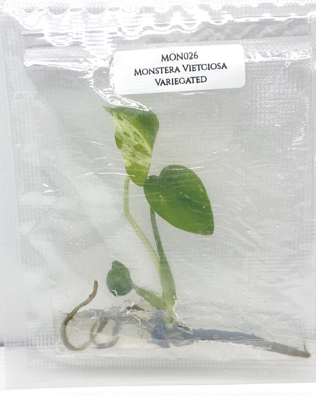 Monstera Vietciosa Variegated Tissue Culture (1 item/bag)