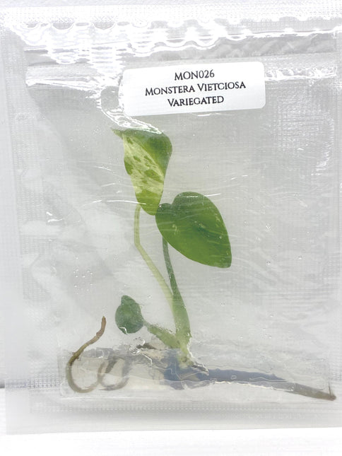 Monstera Vietciosa Variegated Tissue Culture (1 item/bag)