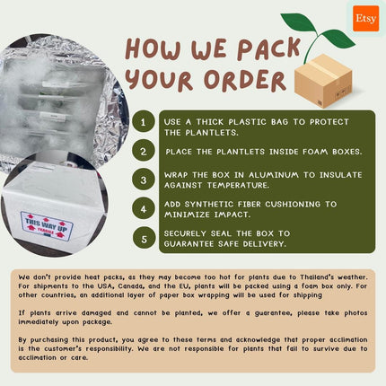 Special Set (2) of 10 Bags of Philodendron Tissue Culture