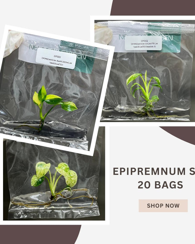Special Set of 20 Bags of Epipremnum Tissue Culture