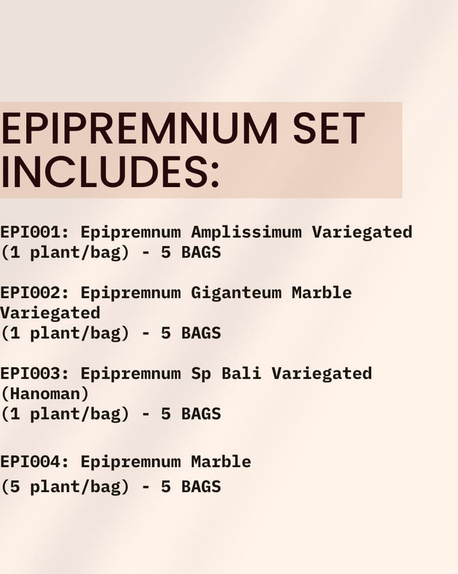 Special Set of 20 Bags of Epipremnum Tissue Culture