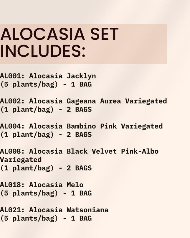 Special Set of 20 Bags of Alocasia Tissue Culture