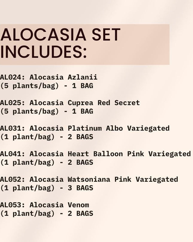 Special Set of 20 Bags of Alocasia Tissue Culture
