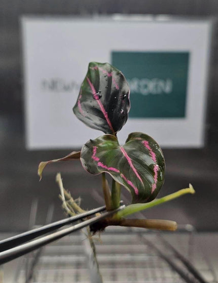 Collection image for: Calathea