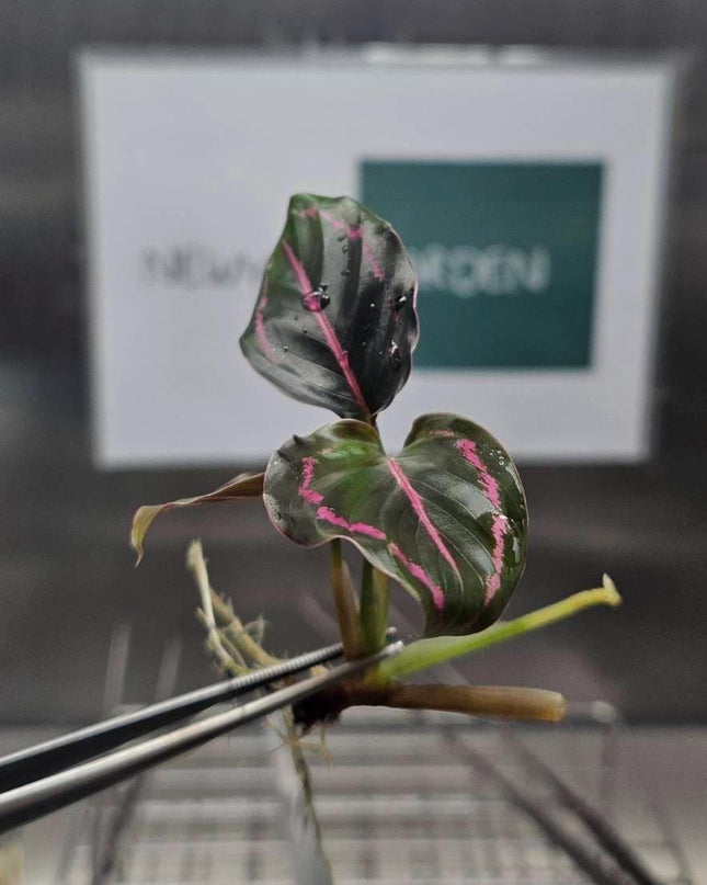 Calathea Roseopicta Tissue Culture (5 items/bags)