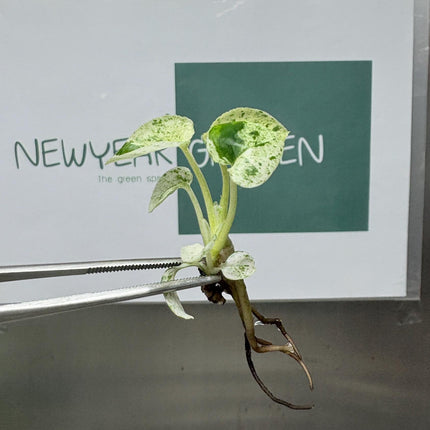 Epipremnum Marble  Tissue Culture (5 items/bag)